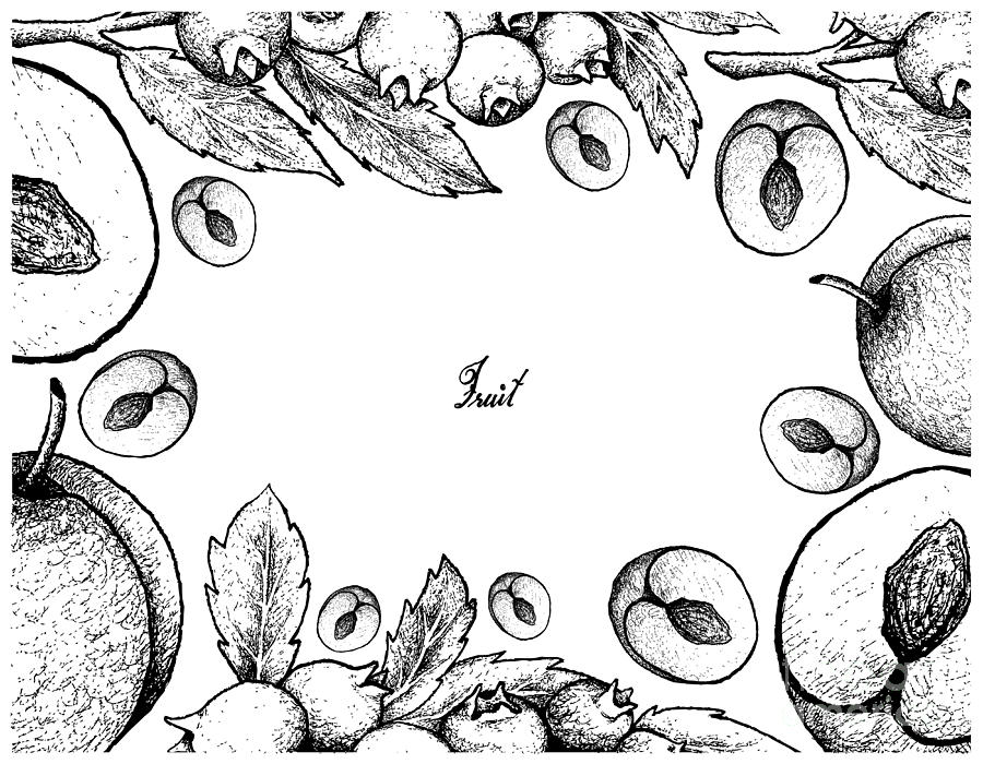 900x700 hand drawn frame of plum and blueberry drawing - Plum Drawing