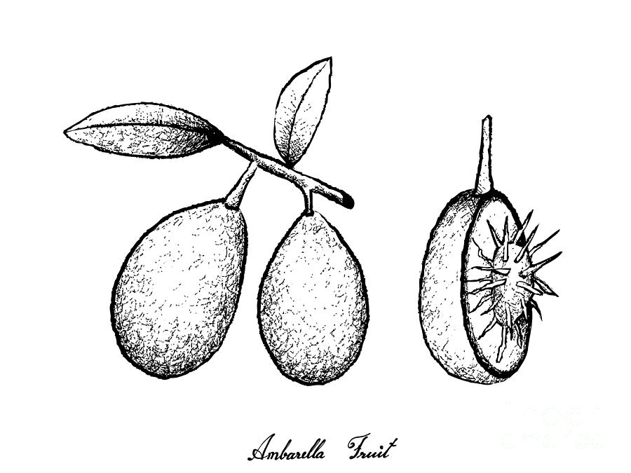 900x675 Hand Drawn Of Ambarella Fruits On White Background Drawing - Plum Drawing