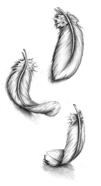326x598 feather - Plume Drawing