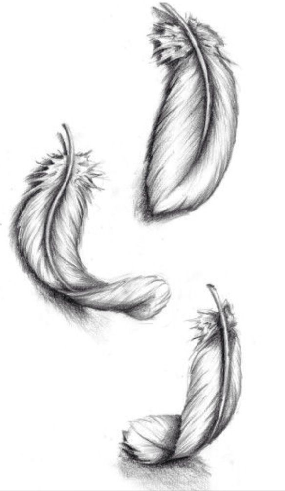 583x1003 draw - Plume Drawing