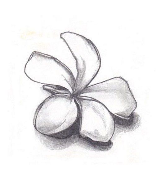 503x593 Flowers For Gt Plumeria Flower Drawing Black And White Tattoos - Plumeria Drawing