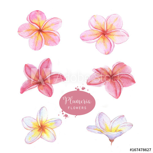 500x500 Hand Drawn Watercolor Floral Illustration Of The Plumeria Flowers - Plumeria Drawing