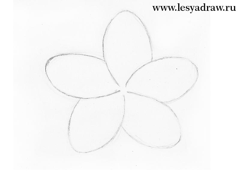 800x600 How To Draw A Flower With A Pencil For Beginners Plumeria - Plumeria Drawing