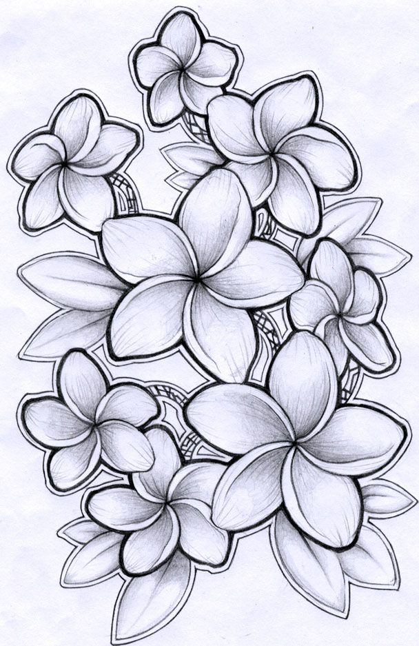 608x937 january - Plumeria Drawing