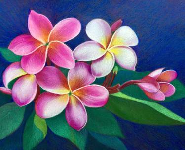 375x305 Pink Plumeria Drawing - Plumeria Drawing
