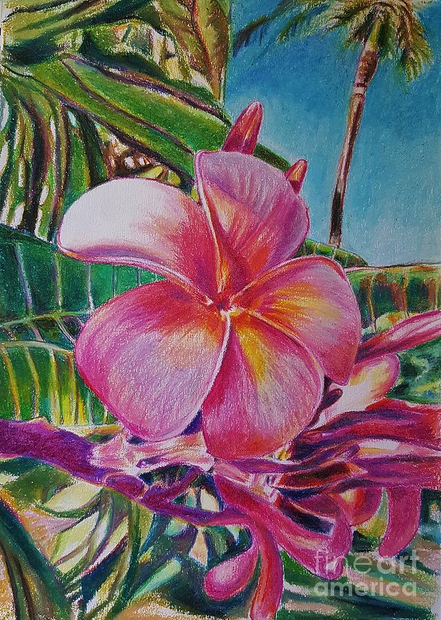 640x900 Pink Plumeria Drawing - Plumeria Drawing