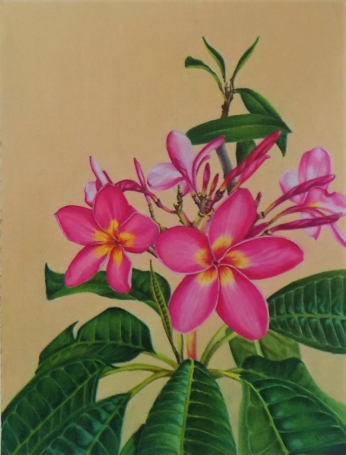 685x900 Plumeria Drawing - Plumeria Drawing