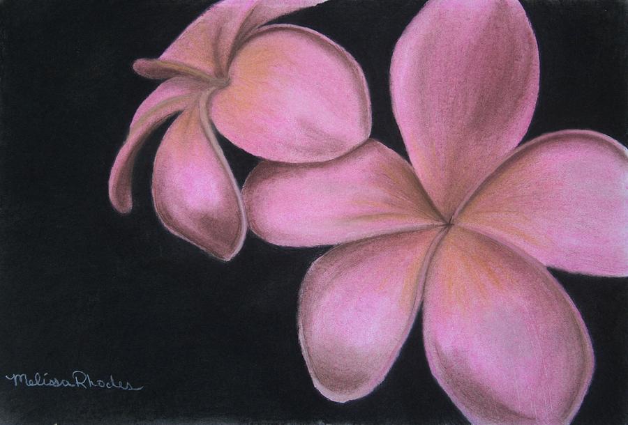 900x610 Plumeria Drawing - Plumeria Drawing