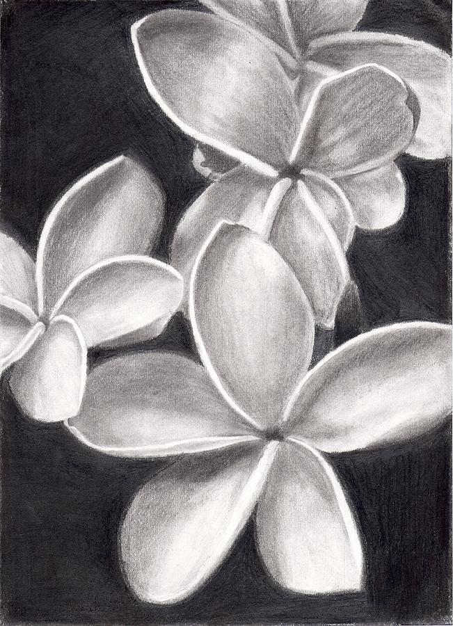 651x900 Plumeria In Black And White Drawing - Plumeria Drawing