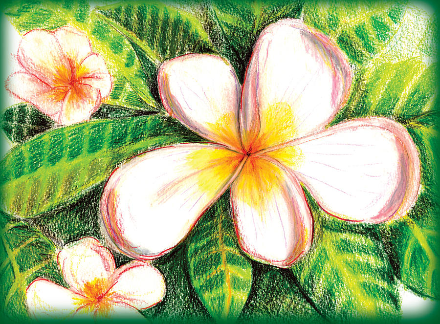 900x663 plumeria with foliage drawing - Plumeria Drawing