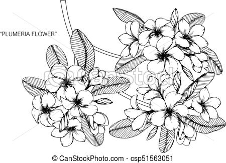 450x325 Plumeria Flower Drawing And Sketch With Black And White Line Art - Plumeria Drawing