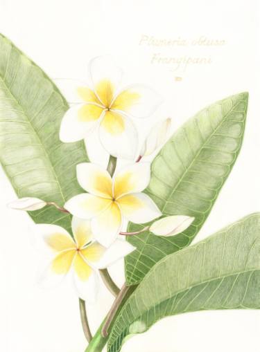 375x509 Plumeria Obtusa - Plumeria Drawing