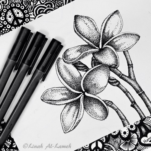 500x500 Plumeria Flower Drawn - Plumeria Drawing