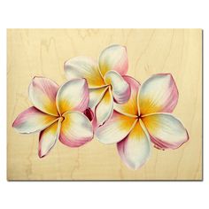 236x236 Best Plumeria Images In Beautiful Flowers, Hawaiian - Plumeria Drawing