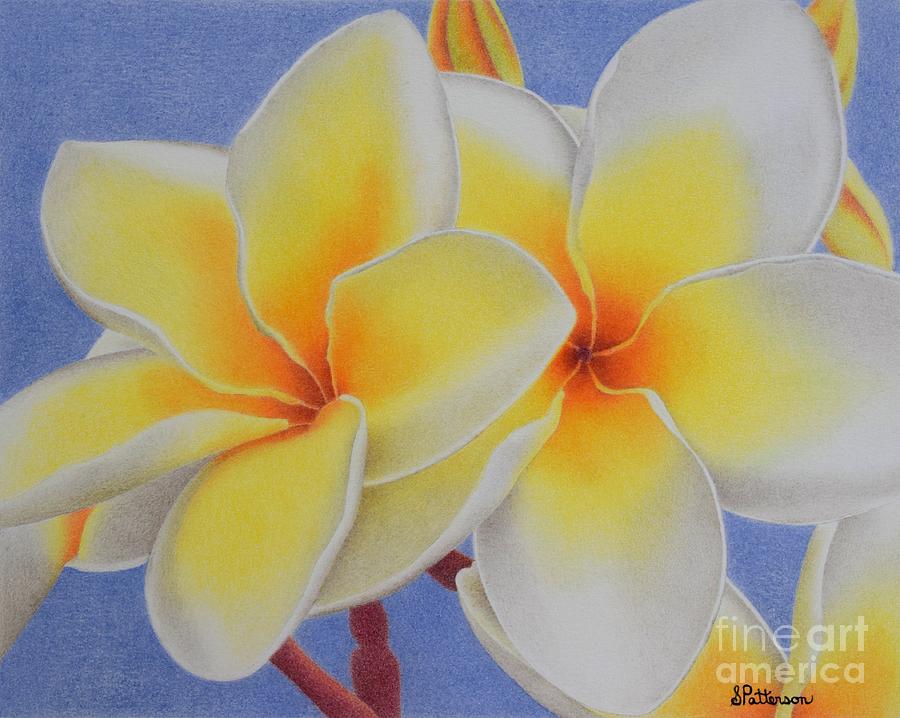 900x718 Beautiful White Plumeria Drawing - Plumeria Drawing