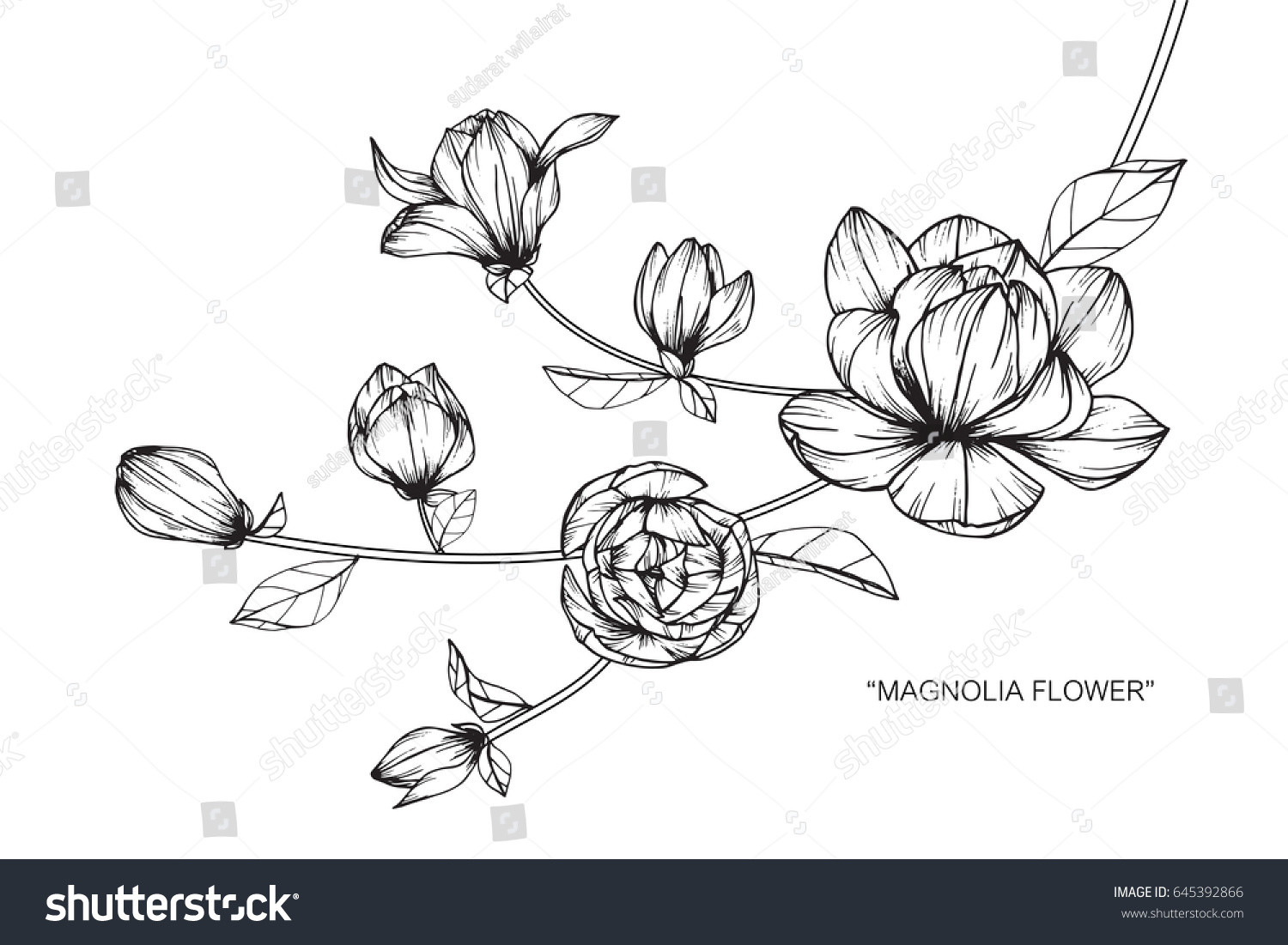 1500x1101 fresh plumeria flowers drawing sketch images drawing sketch - Plumeria Flower Drawing