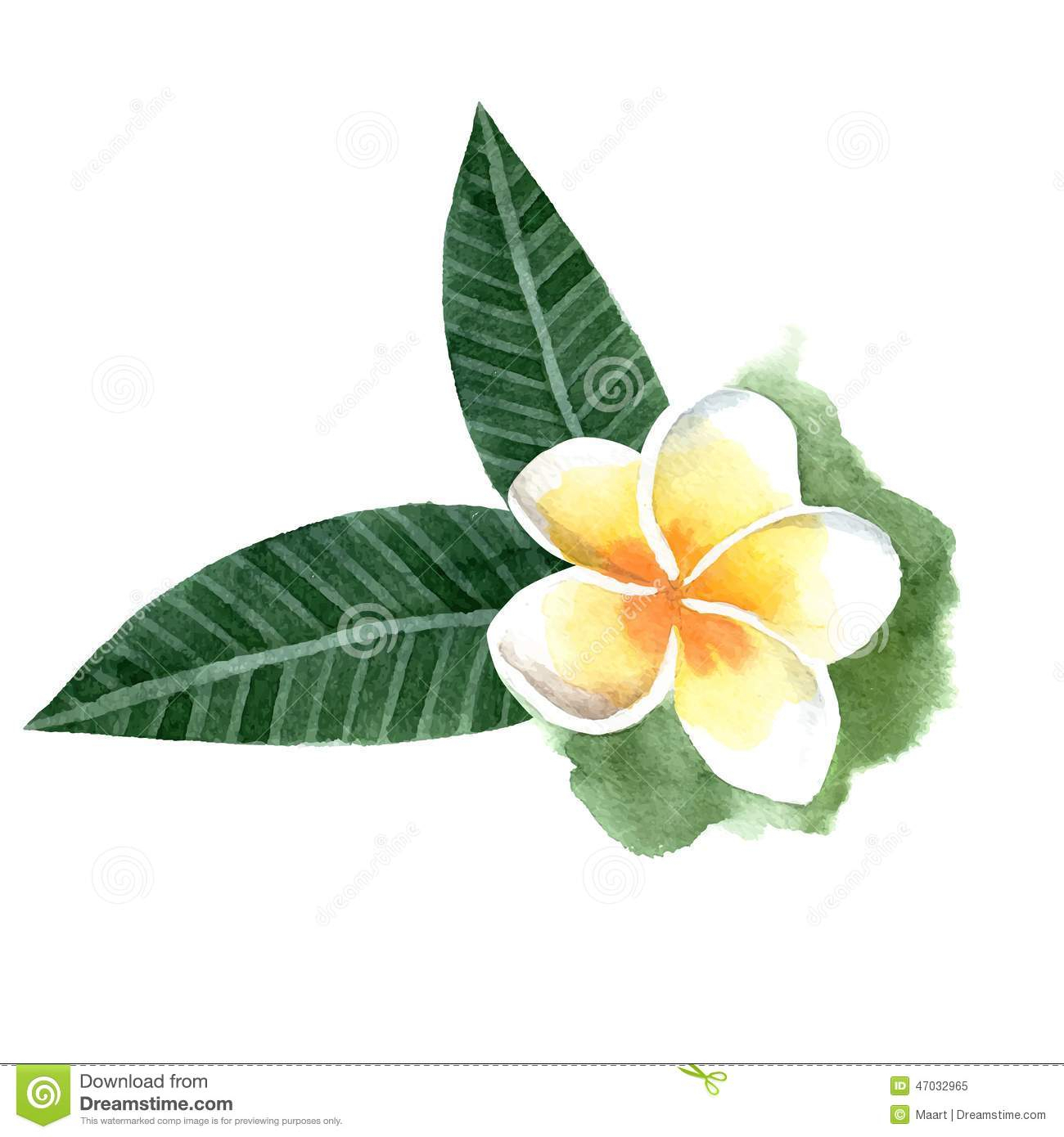 Plumeria Flower Drawing at PaintingValley.com | Explore collection of ...