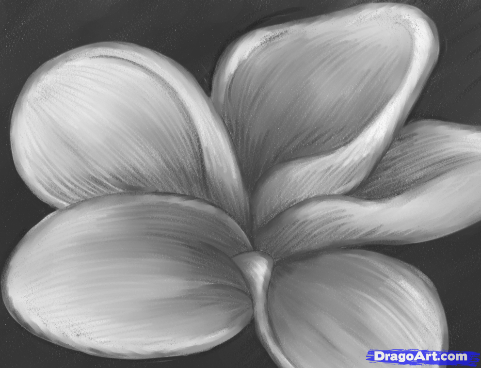 Plumeria Flower Drawing At Paintingvalley Com Explore Collection