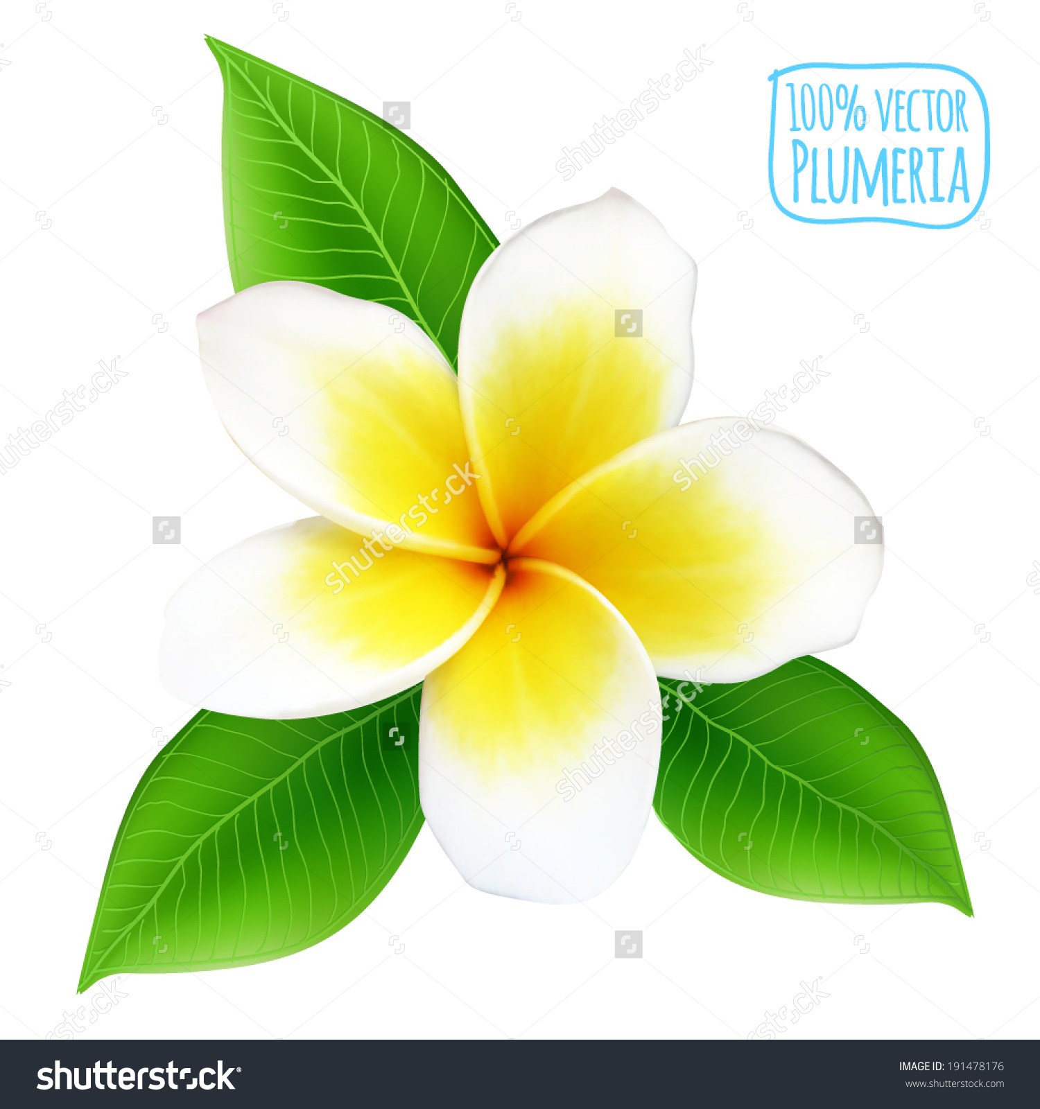 Plumeria Flower Drawing at Explore collection of