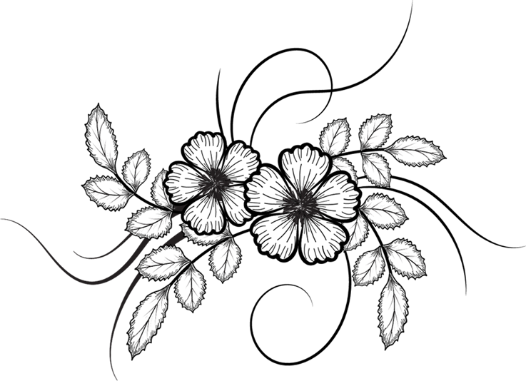 737x534 plumeria drawing magical flower for free download - Plumeria Flower Drawing
