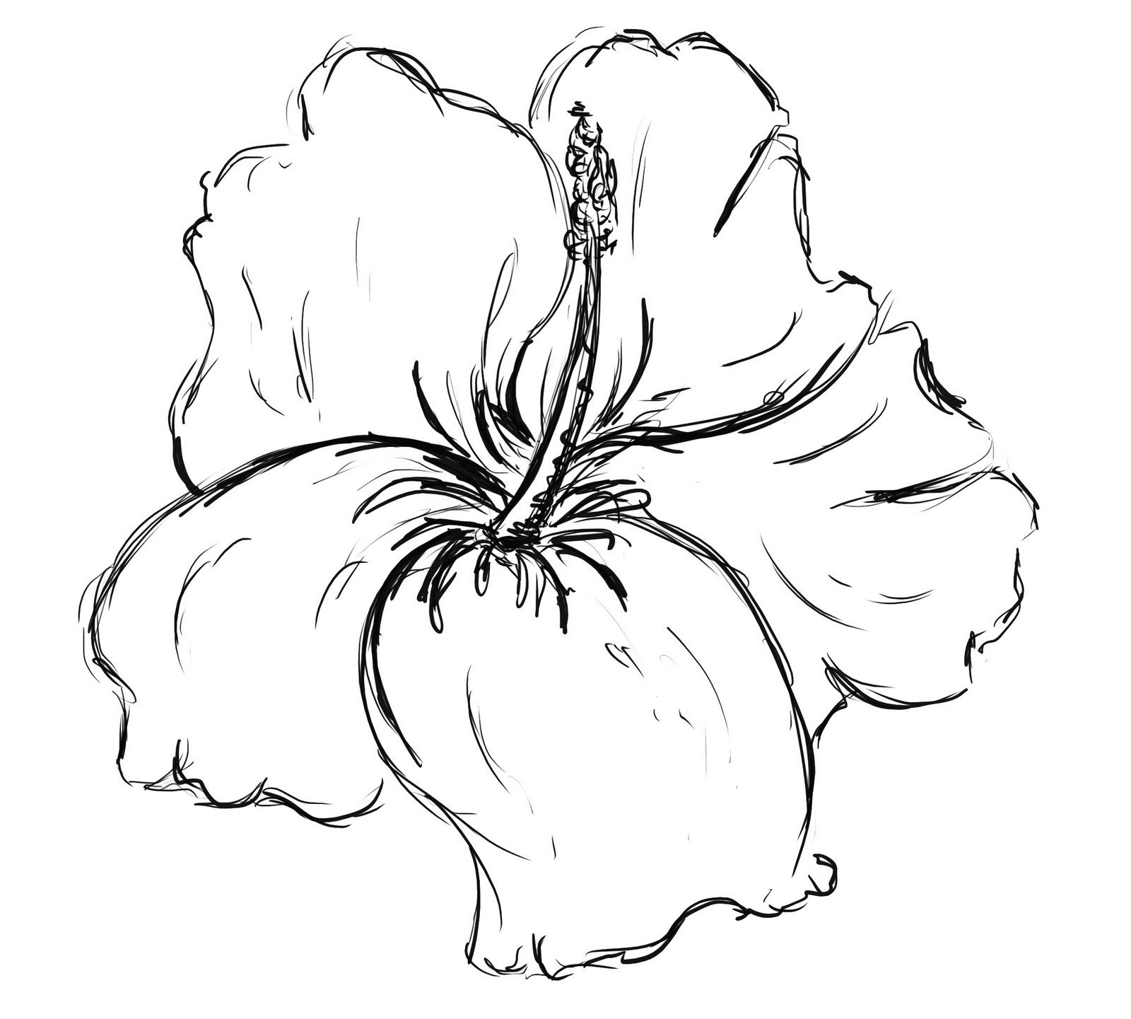 1600x1441 plumeria flower drawing designs and hawaiian flower drawing tattoo - Plumeria Flower Drawing
