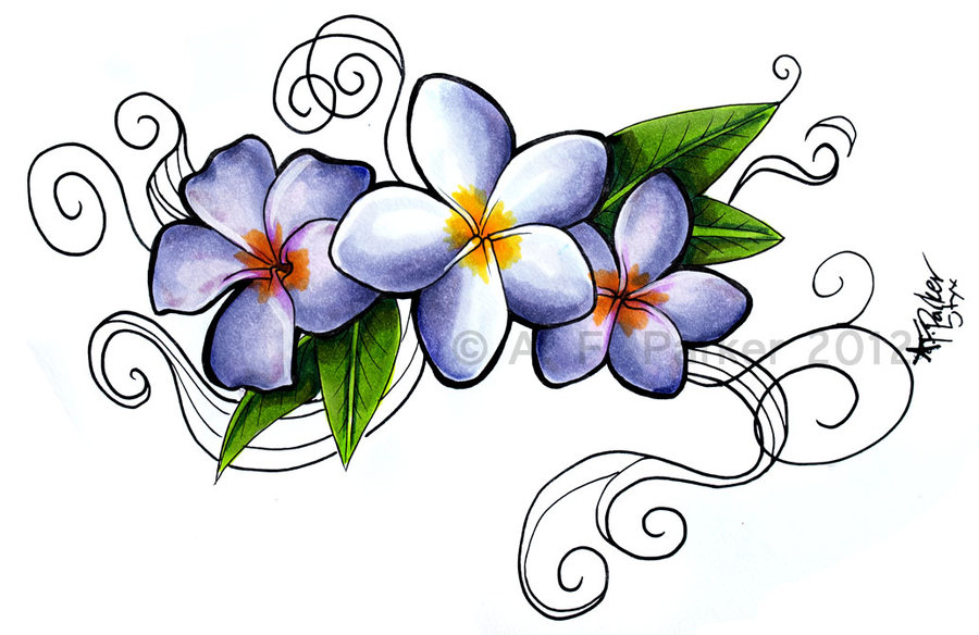 Plumeria Flower Drawing at PaintingValley.com | Explore collection of ...