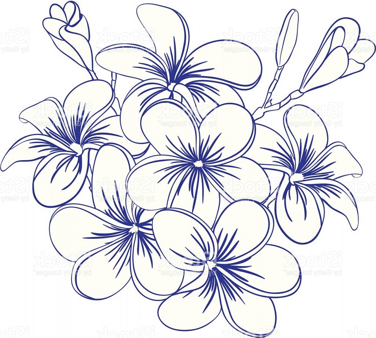 Plumeria Flower Drawing at PaintingValley.com | Explore collection of