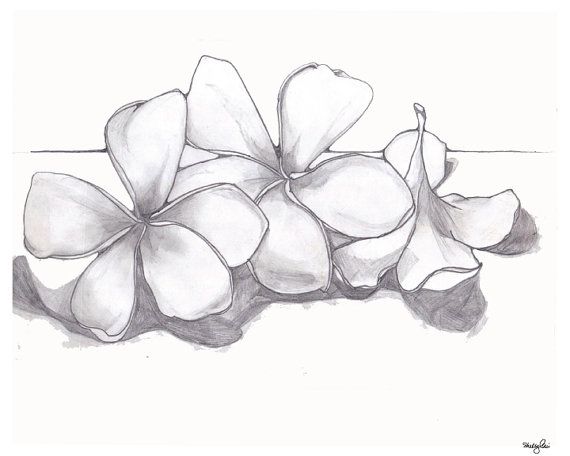 Plumeria Flower Drawing at PaintingValley.com | Explore collection of