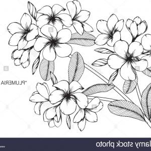 300x300 stock photo plumeria flower drawing illustration black and white - Plumeria Flower Drawing