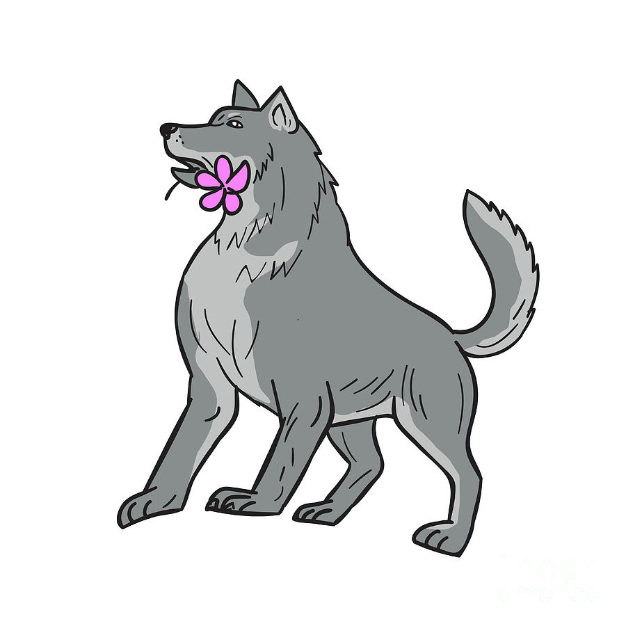 900x900 timber wolf holding plumeria flower drawing digital art - Plumeria Flower Drawing