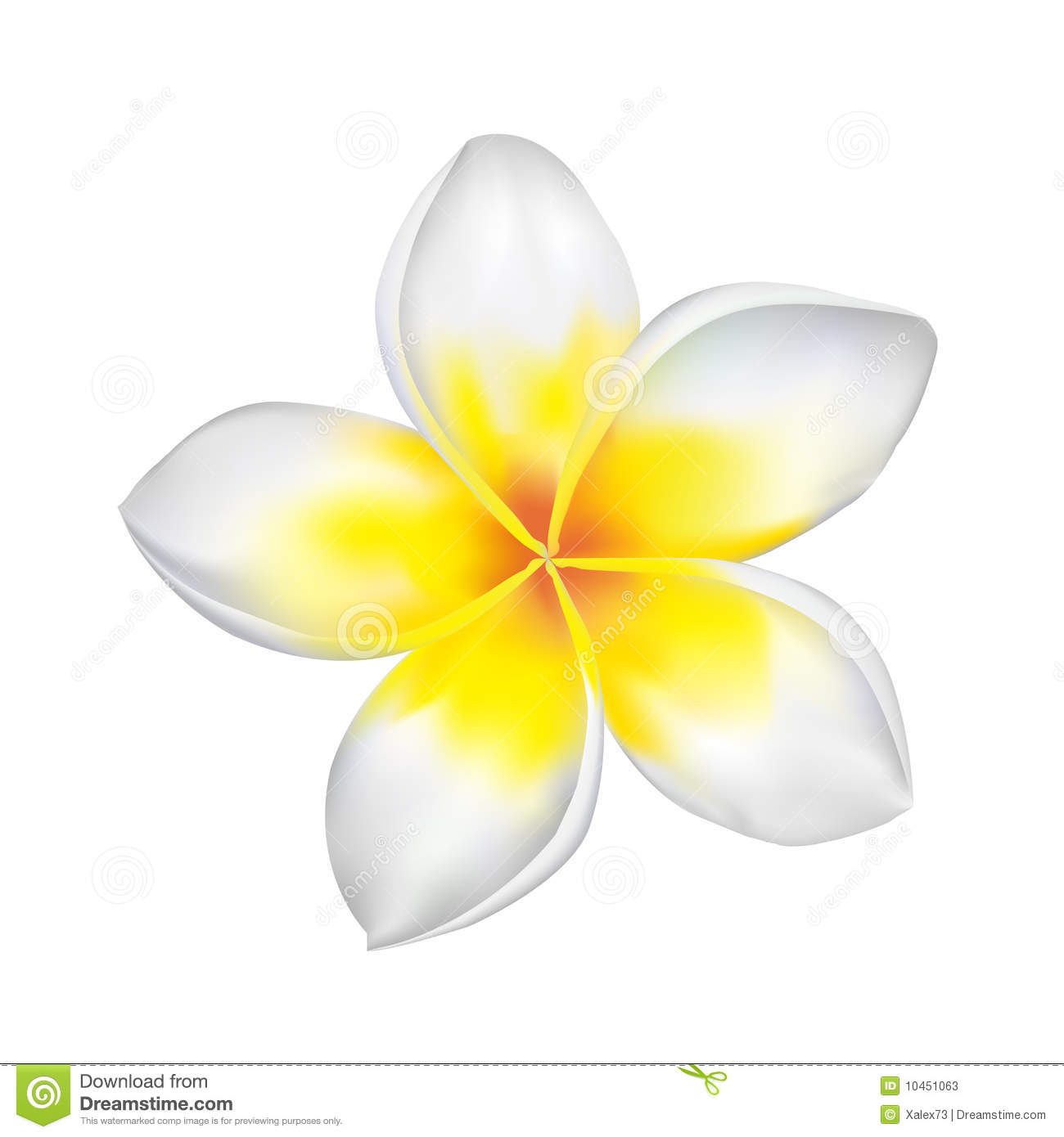 Plumeria Flower Drawing at Explore collection of