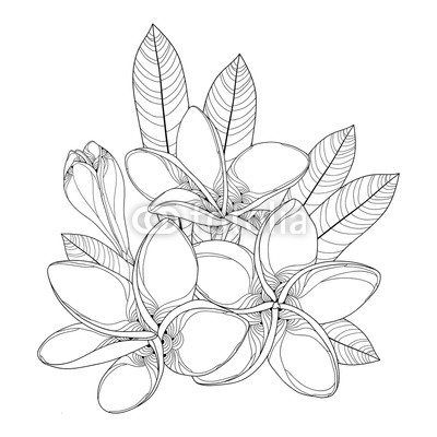 400x400 bouquet with ornate plumeria or frangipani flower, bud and leaves - Plumeria Line Drawing
