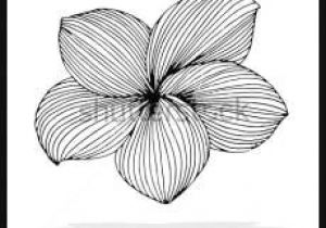 300x210 Drawing Of Frangipani Flower Best Plumeria Images - Plumeria Line Drawing