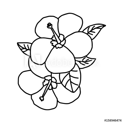 500x500 Plumeria - Plumeria Line Drawing