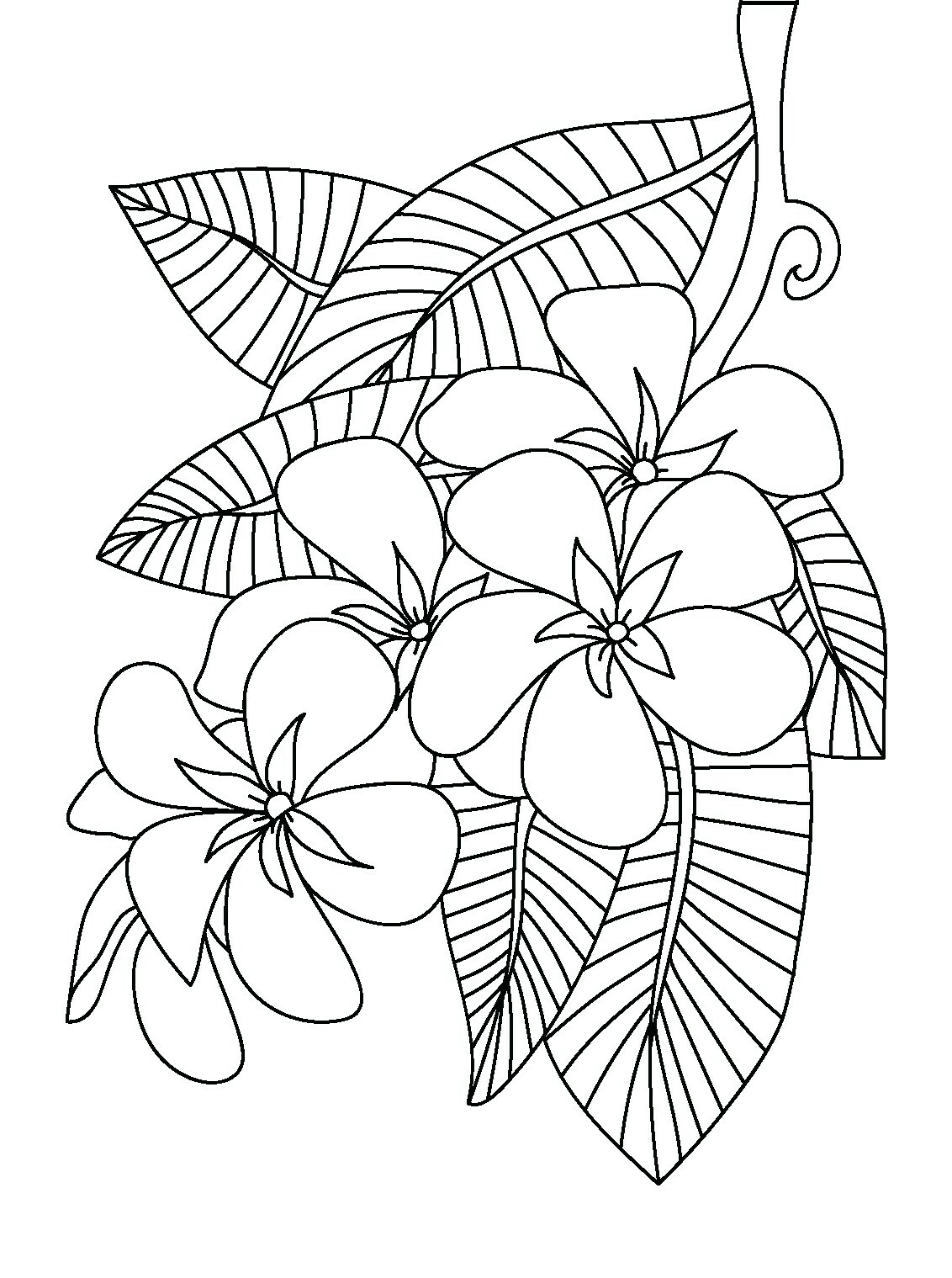1132x1519 Plumeria Flower Coloring Pages Great Free Clipart, Silhouette - Plumeria Line Drawing