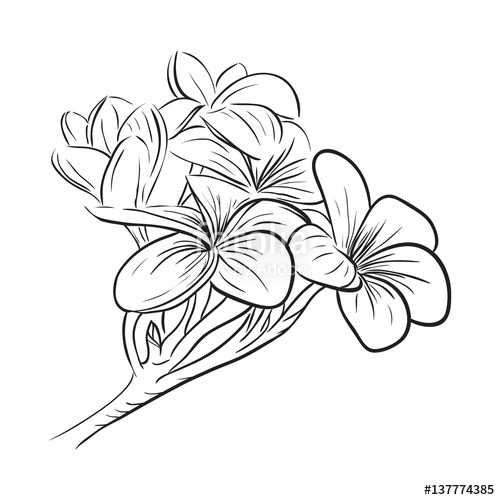 500x500 Plumeria Frangipani Tropical Flower Icon Stock Image And Royalty - Plumeria Line Drawing