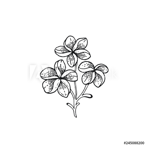 500x500 Summer Frangipani Tropic Flower Exotic Plumeria Plant, Hand Drawn - Plumeria Line Drawing