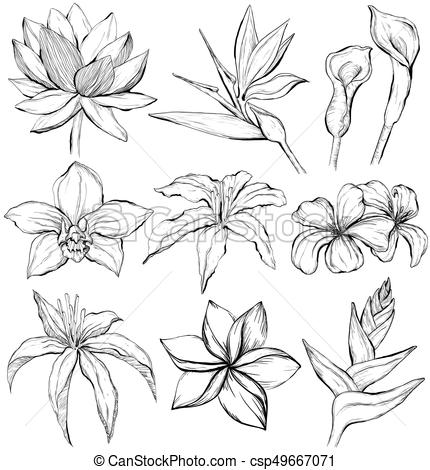 430x470 Tropical Flowers - Plumeria Line Drawing