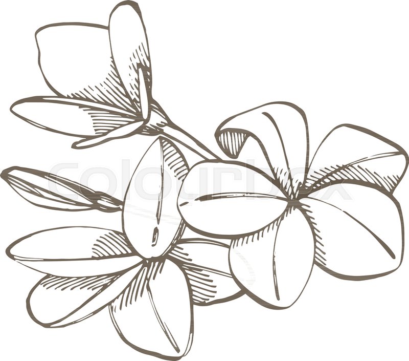 800x705 Tropical Flowers Plumeria Vector Stock Vector Colourbox - Plumeria Line Drawing