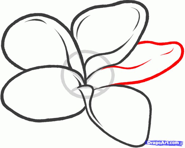 736x588 How To Draw A Frangipani, Plumeria Flower Step Art Tutorials - Plumeria Line Drawing