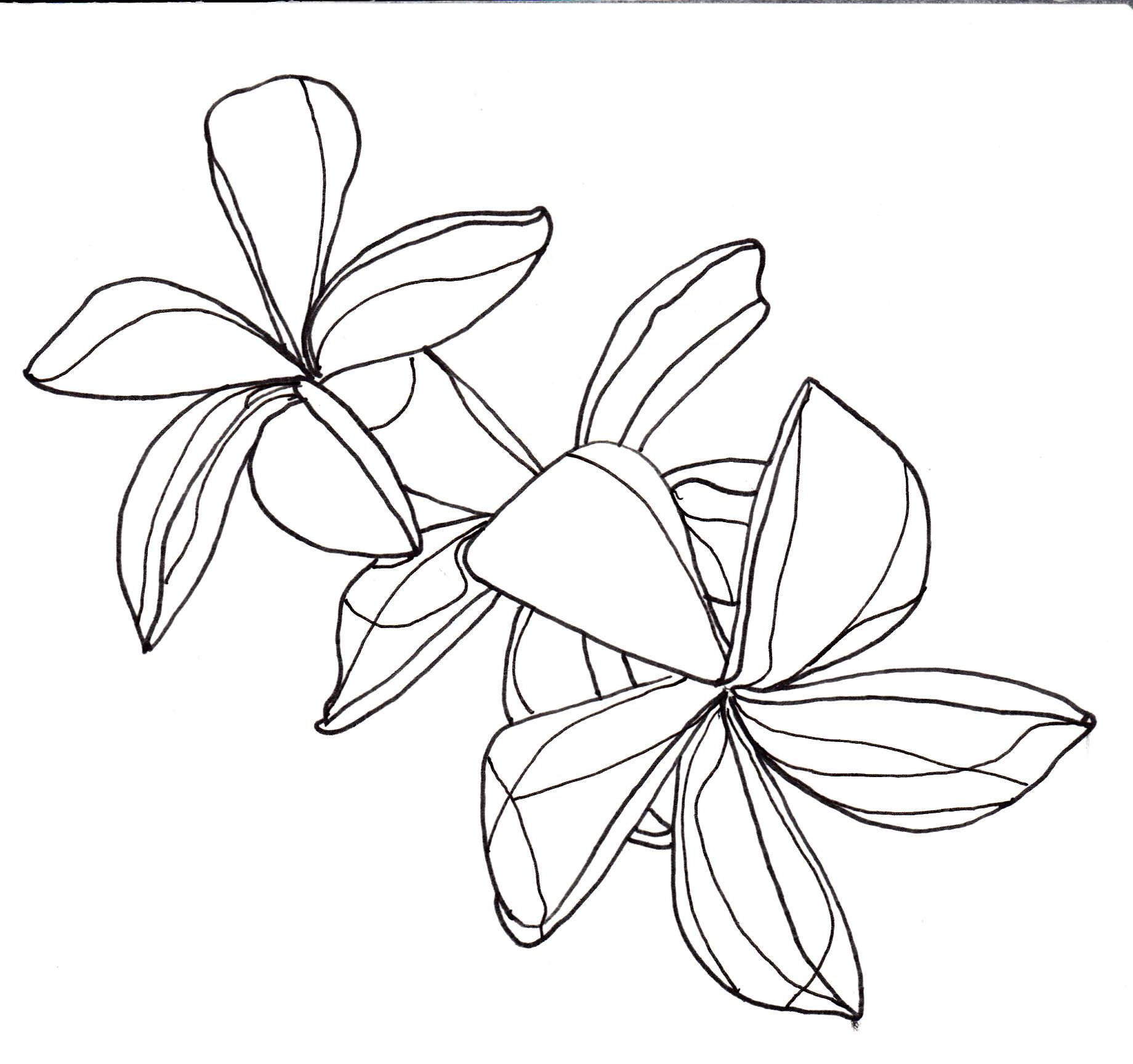 1840x1728 Line Drawing - Plumeria Line Drawing