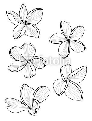 305x400 Vector Line Flower Plumeria Romantic Illustration Natural - Plumeria Line Drawing
