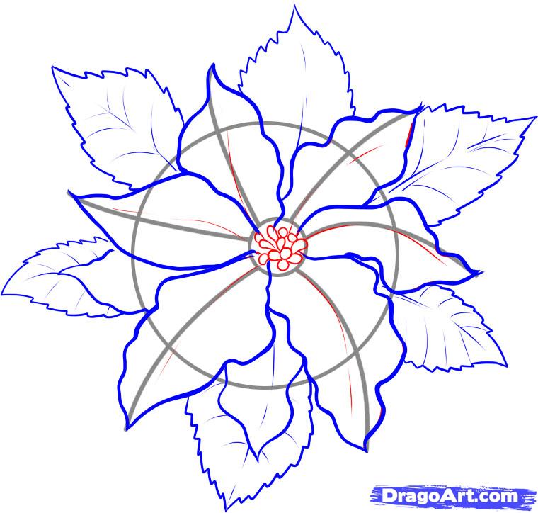 760x724 How To Draw A Poinsettia, Step - Poinsettia Drawing