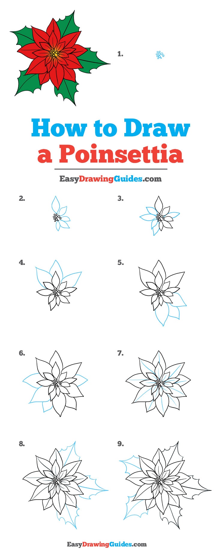 736x1850 How To Draw A Poinsettia - Poinsettia Drawing