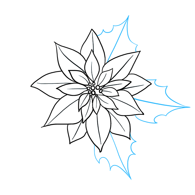 680x678 How To Draw A Poinsettia - Poinsettia Drawing
