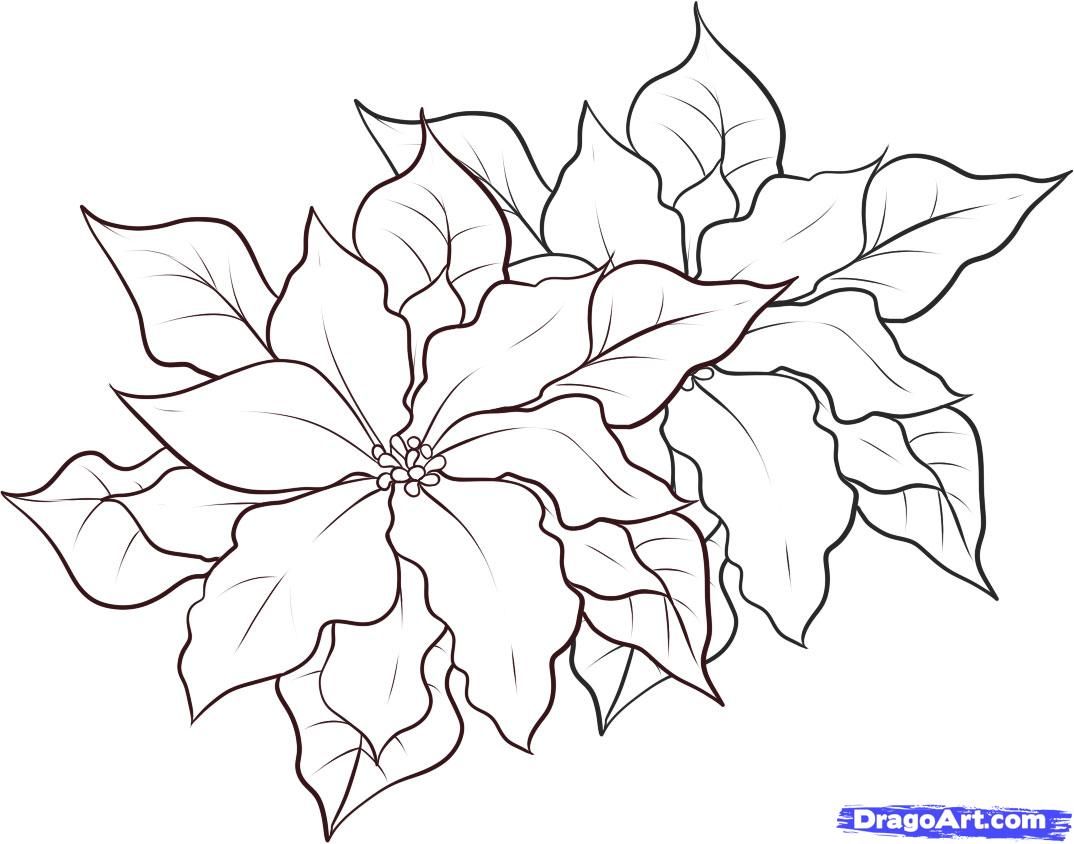 1074x844 Poinsettia Tracer Search Results New Calendar Template - Poinsettia Drawing