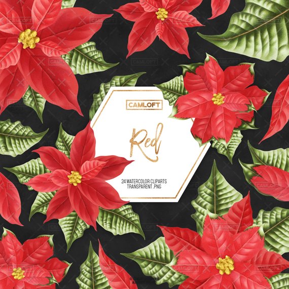 570x570 Poinsettia Watercolor Cliparts Poinsettia Drawing Christmas Etsy - Poinsettia Drawing