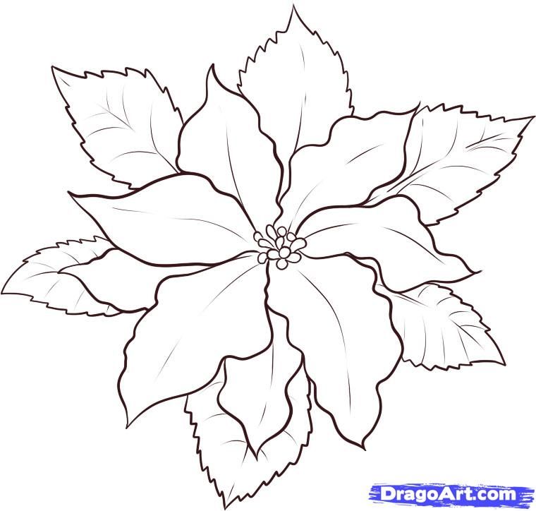 760x724 How To Draw A Poinsettia Step Flowers - Poinsettia Drawing