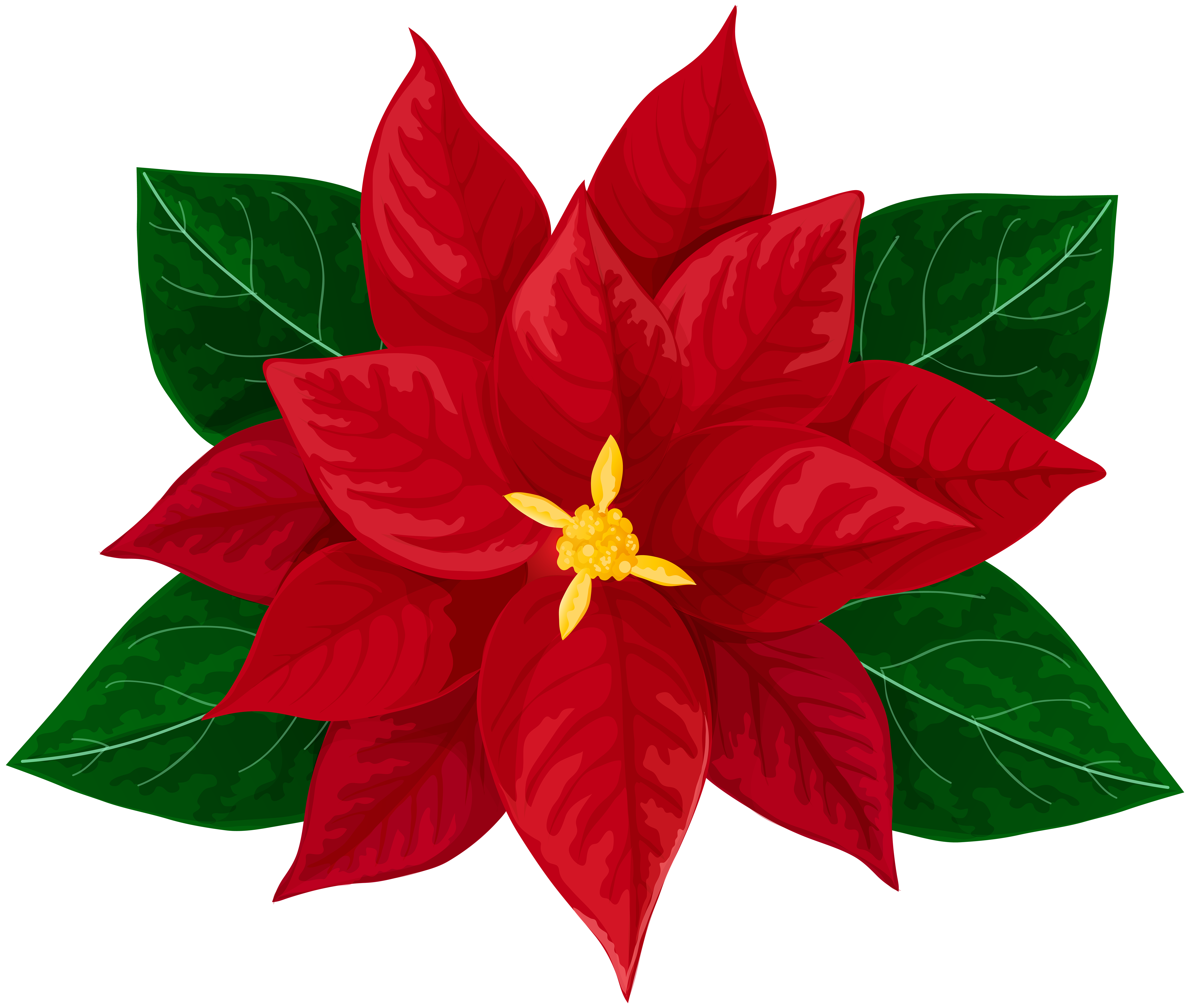 6000x5083  - Poinsettia Drawing
