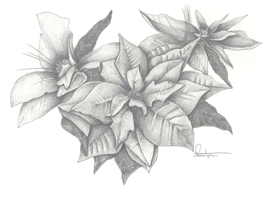 900x666 Christmas Poinsettia Drawing - Poinsettia Drawing